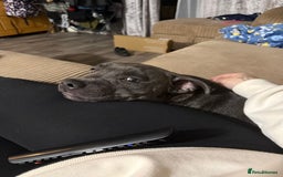 Staffordshire Bull Terrier dogs for sale: Stanley, 7 month old Blue Staffy - Advert 5