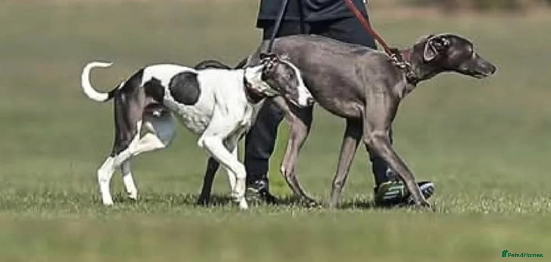 Mixed Breed dogs for sale: Bedlington whippet greyhound pups  in Nottingham - Advert 1