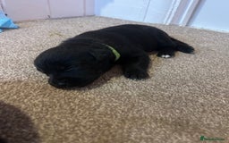 Mixed Breed dogs for sale: Huskadors/labskys - Image 4