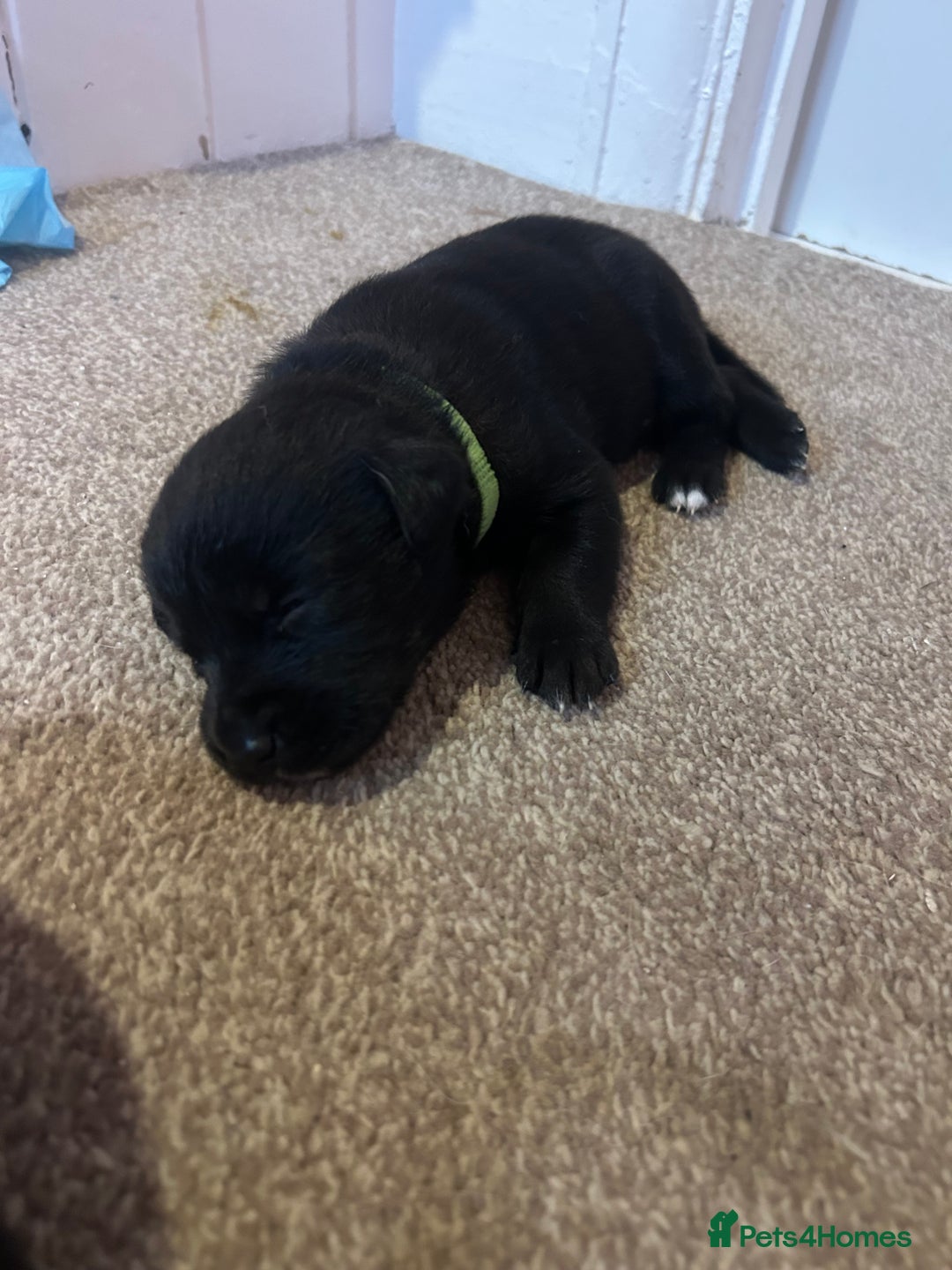Mixed Breed dogs for sale: Huskadors/labskys - Image 4
