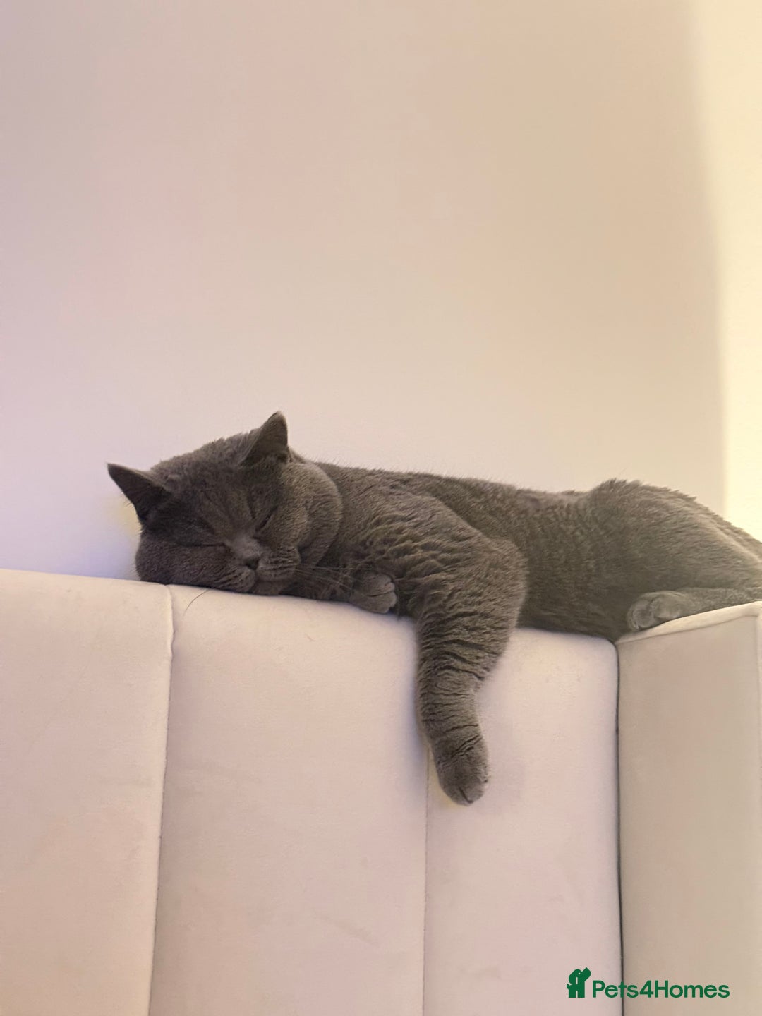 British Shorthair cats for sale: British shorthair - healthy and well socialised  - Advert 3