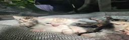 Bengal cats for sale: Stunning bengal kittens  - Advert 5