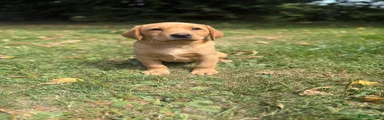 Labrador Retriever 3