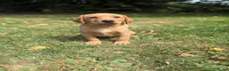 Labrador Retriever dogs for sale: Kc reg ftch Labrador puppies - Advert 24