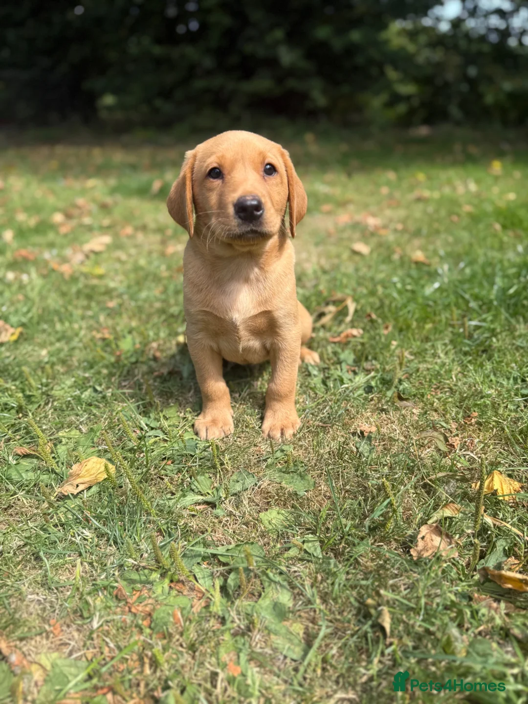 Labrador Retriever dogs for sale: Kc reg ftch Labrador puppies - Advert 24