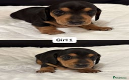 Miniature Dachshund dogs for sale: *REDUCED* KC Miniature dachshunds carry cream🧬 in Greenock - Image 3