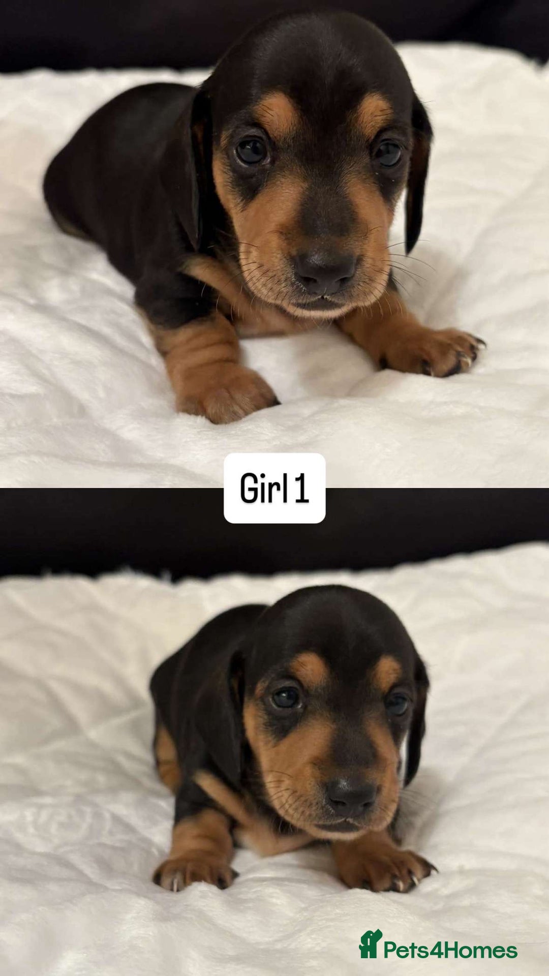 Miniature Dachshund dogs for sale: *REDUCED* KC Miniature dachshunds carry cream🧬 in Greenock - Image 3