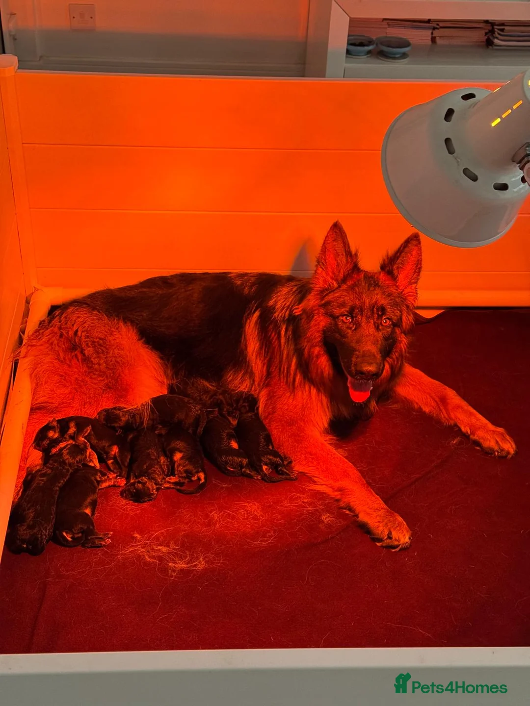 German Shepherd dogs for sale: 8 Gorgeous Pups out  of Xandor di Casa Massarelli - Advert 12