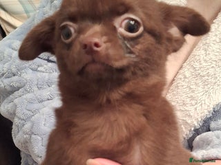 Chihuahua dogs Chihuahua puppy 1 Remains. - Advert 4