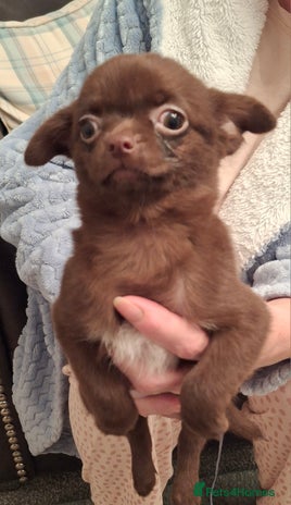 Chihuahua dogs Chihuahua puppy 1 Remains. - Advert 12