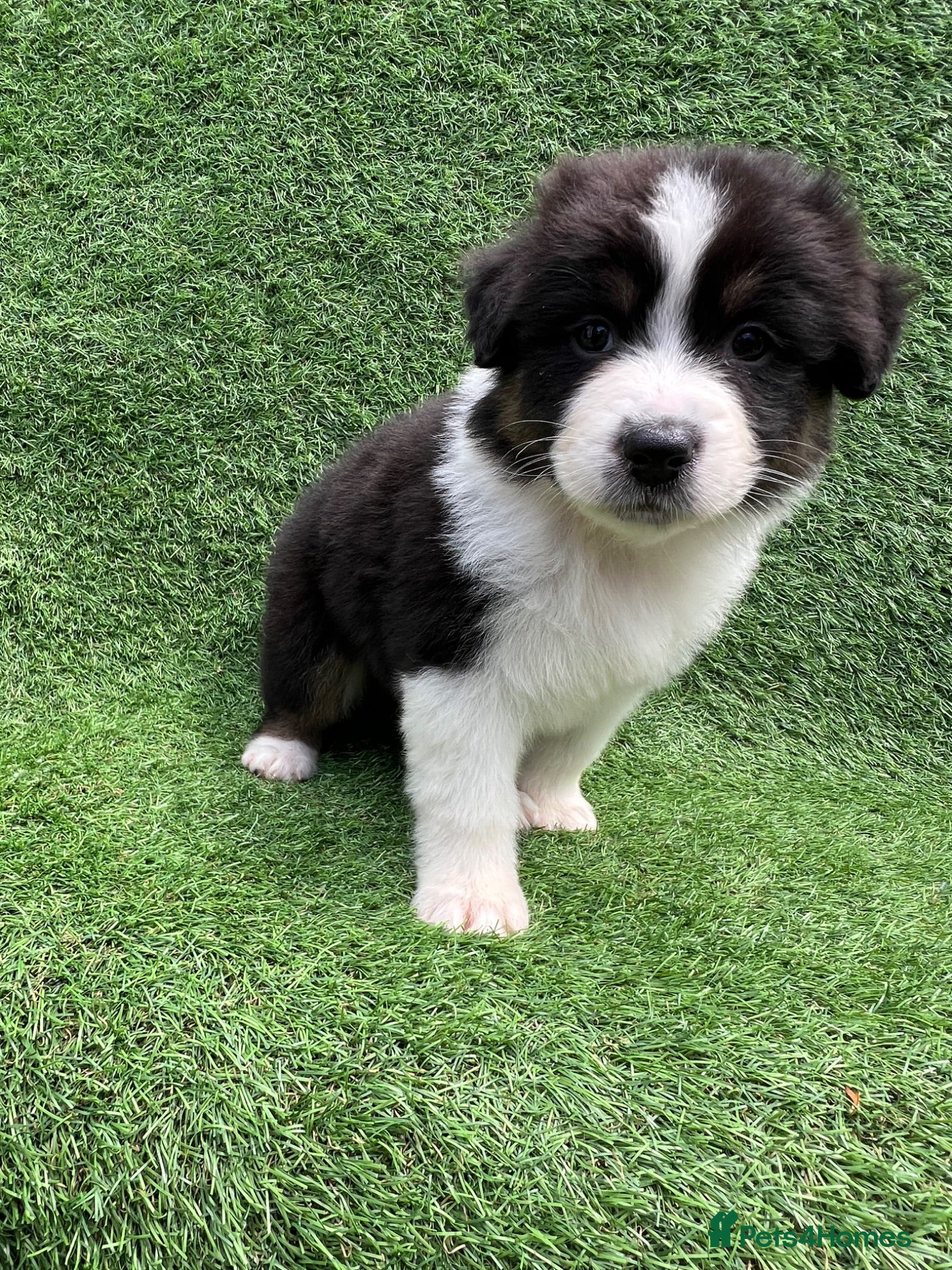 Australian Shepherd dogs Australian Shepherd Puppies  - Advert 2