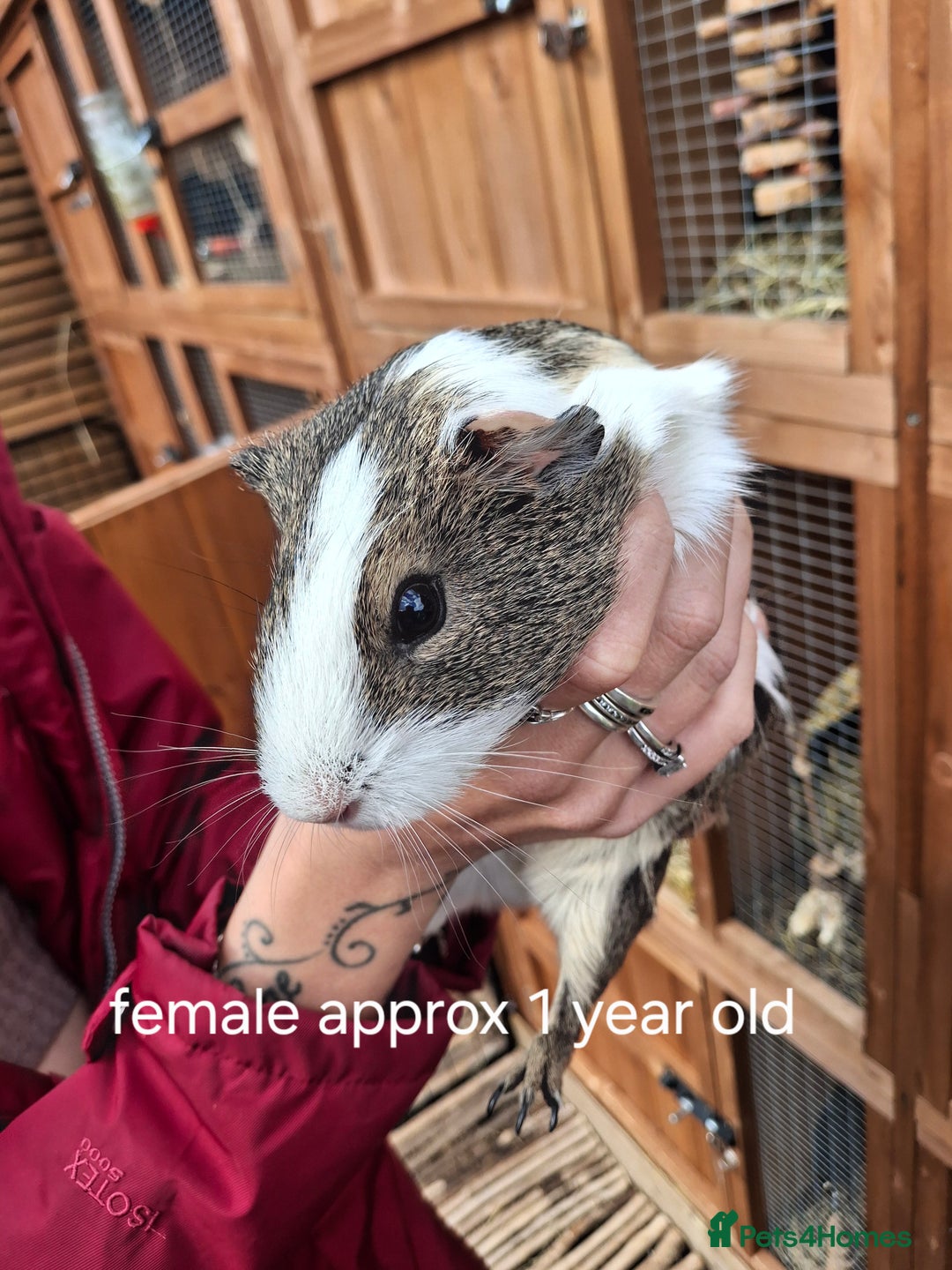 Guinea Pig rodents for sale: Guinea pigs for sale - Image 3