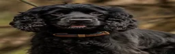 Cocker Spaniel dogs for sale: Gorgeous KC Reg Show Cocker Spaniels in Lancaster - Advert 8