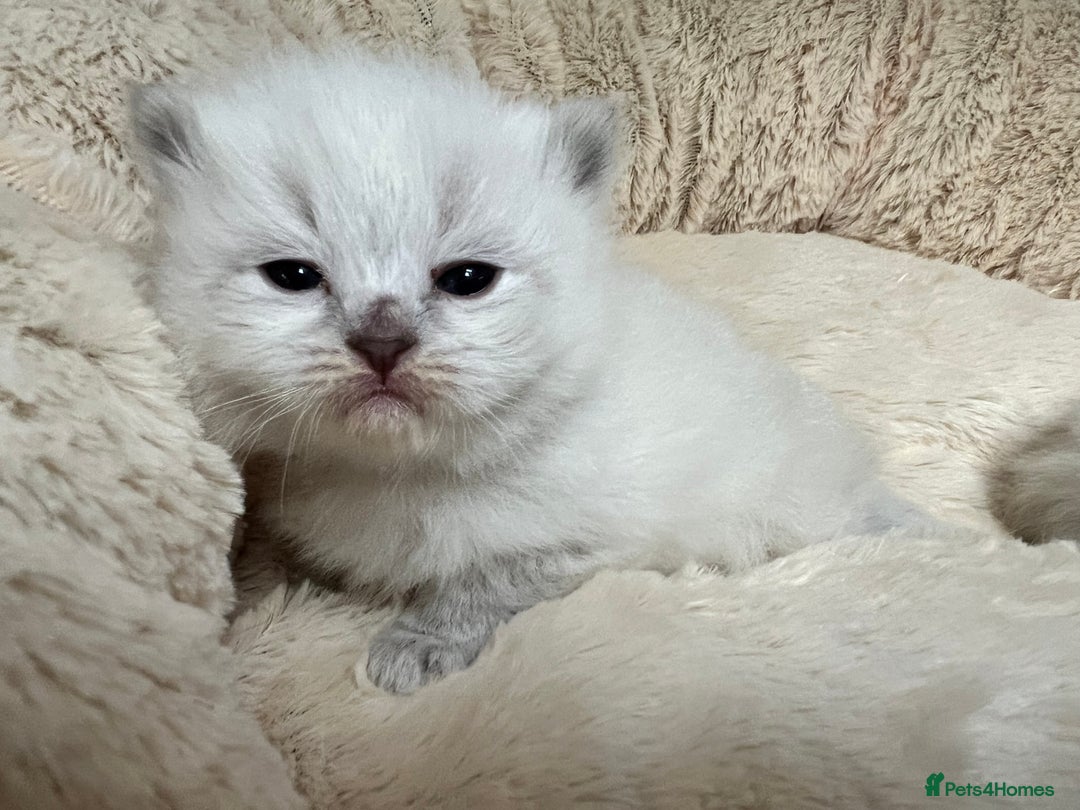 Siberian cats for sale: 🩷🩷GCCF Siberian Neva Masquerade Kittens🩷🩷 - Advert 12