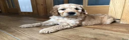 Goldendoodle dogs for sale: F1 Miniature Goldendoodle 100% DNA Health Tested - Advert 18
