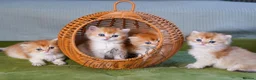 British Longhair cats for sale: TICA Exceptional Pedigree Golden British Kittens - Advert 5
