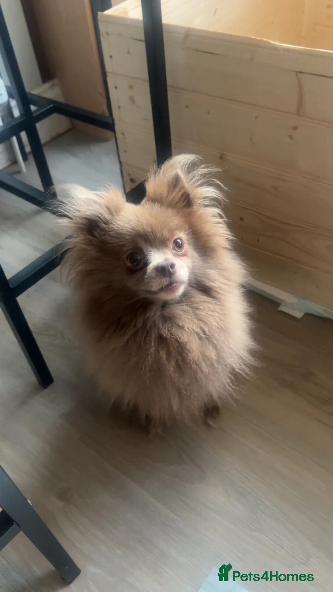 Pomeranian dogs for sale: Pomeranian puppies for sale  - Advert 1