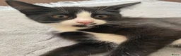 Mixed Breed cats for sale: Two beautiful black & white female kittens - Advert 38