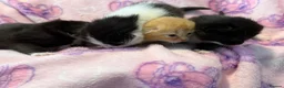 Mixed Breed cats for sale: Frankie’s Kittens Ready 20th August - Advert 37