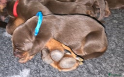 Dobermann dogs for sale: *HEALTH TESTED,HOME REARED,STUNNING DOBERMAN PUPS - Image 2