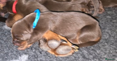 Dobermann dogs - Advert 16