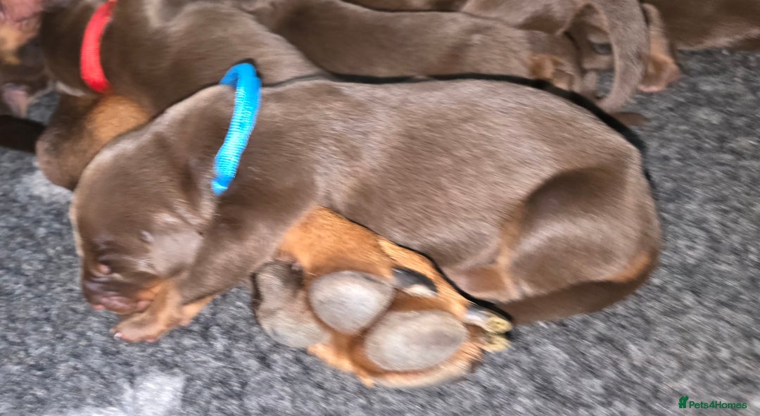 Dobermann dogs for sale: *HEALTH TESTED,HOME REARED,STUNNING DOBERMAN PUPS - Image 2