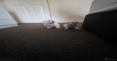 Bichon Frise dogs - Advert 3