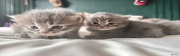 Ragdoll cats for sale: 2 British short hair x Ragdoll kittens - Advert 10