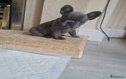 French Bulldog dogs for sale: French bulldog pups  - Image 10
