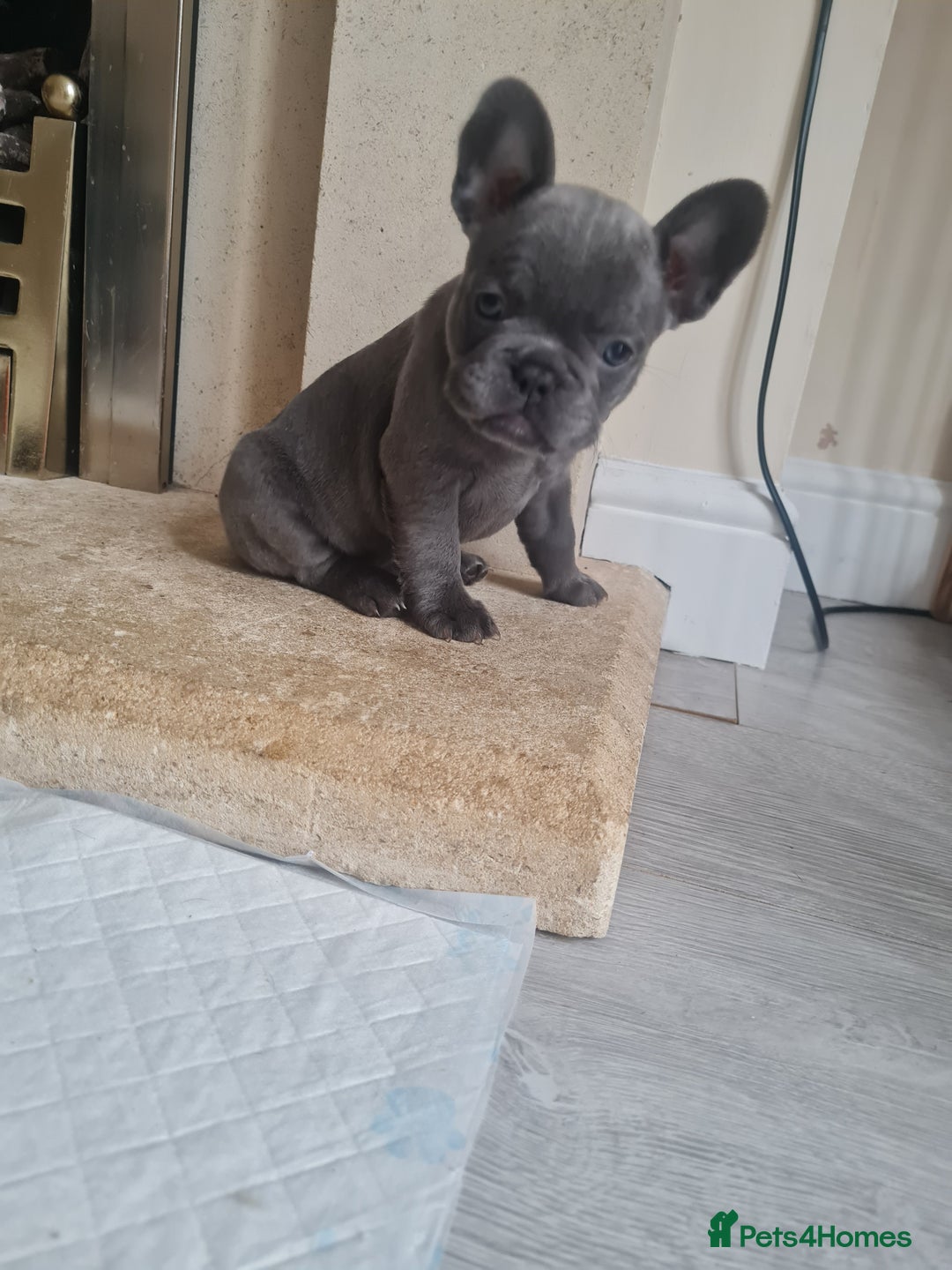 French Bulldog dogs for sale: French bulldog pups  - Image 10