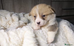 Welsh Corgi Pembroke dogs for sale: Naturally bobbed unique babies - Image 26
