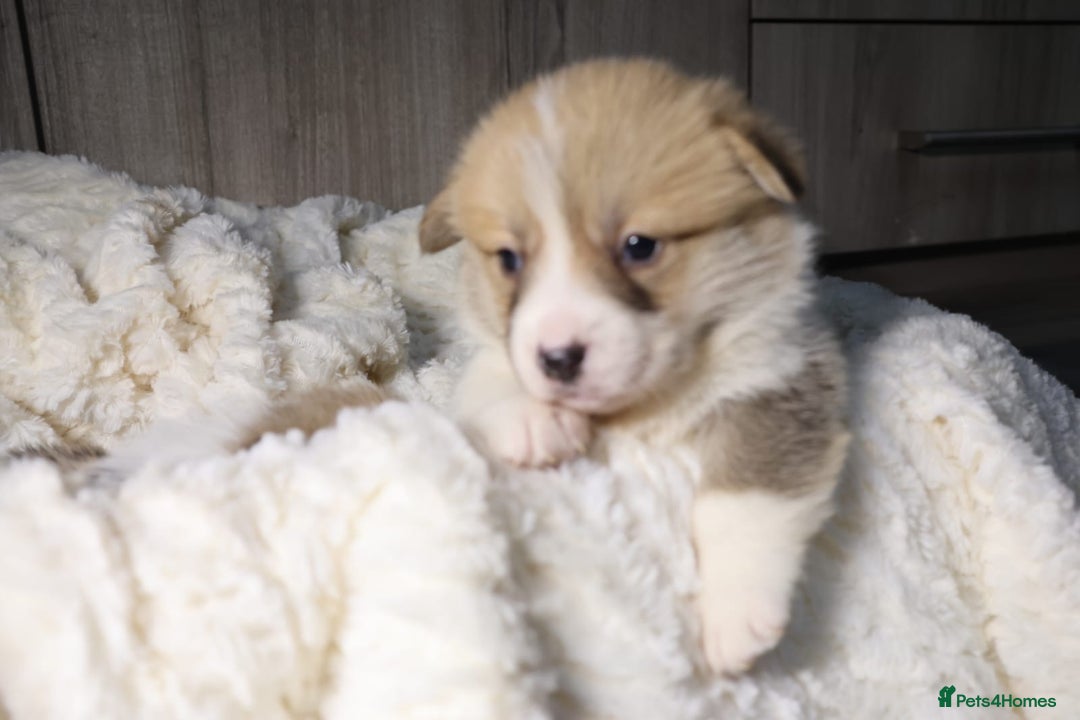 Welsh Corgi Pembroke dogs for sale: Naturally bobbed unique babies - Image 26