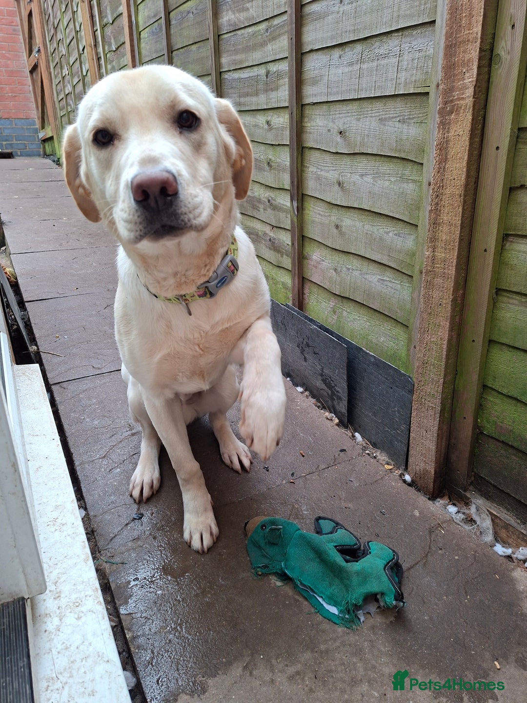 Labrador Retriever dogs for sale: Pluto 7 month old lab pup - Advert 1