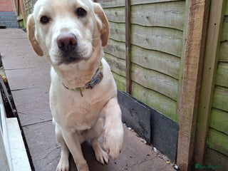 Labrador Retriever dogs Pluto 7 month old lab pup - Advert 1