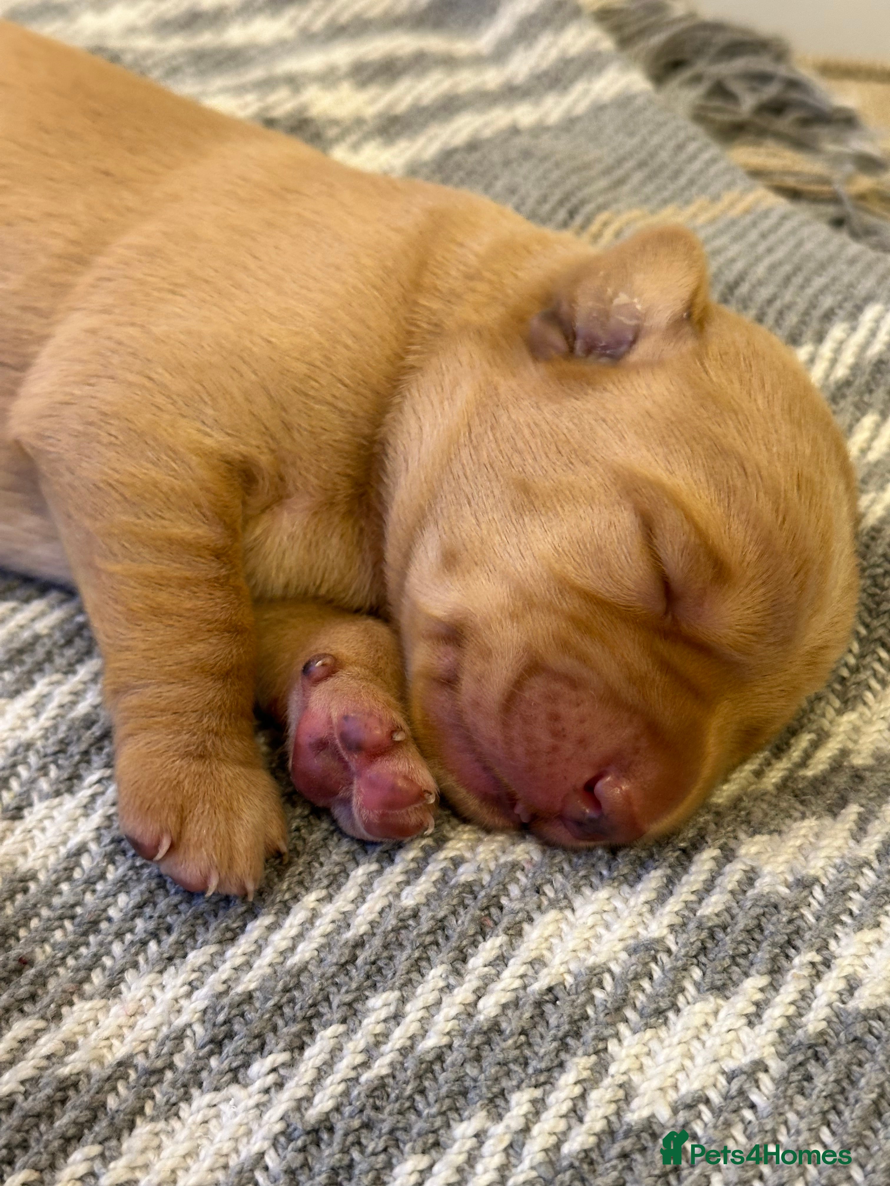 Labrador Retriever dogs 1 left!  Beautiful Labrador Litter - Advert 9