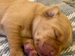 Labrador Retriever dogs 1 left! Beautiful Labrador Litter - Advert 8