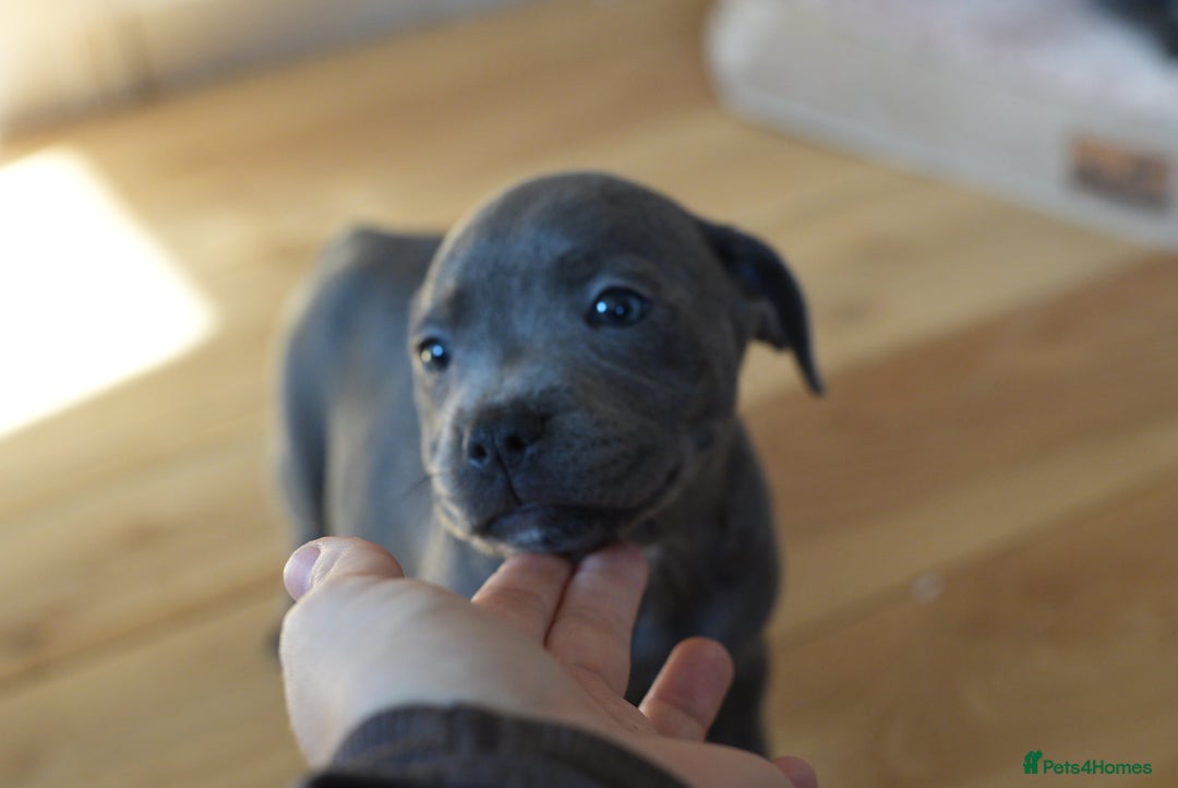 Staffordshire Bull Terrier dogs for sale: Beautiful staffy puppies - Image 8