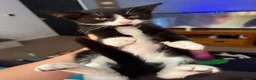 Mixed Breed cats for sale: Last ones remaining  - Advert 3