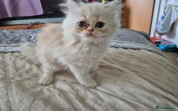 Persian cats for sale: Adorable Female Chinchilla Persian - ready now - Image 18