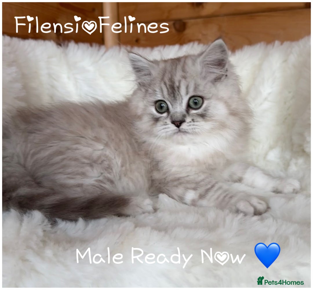 RagaMuffin cats for sale: AUTHENTIC RAGAMUFFIN KITTENS  - Advert 1