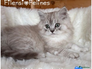 RagaMuffin cats AUTHENTIC RAGAMUFFIN KITTENS - Advert 2