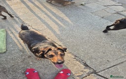 Mixed Breed dogs for adoption: 💙🐶 STAS 🐶💙 - Image 16