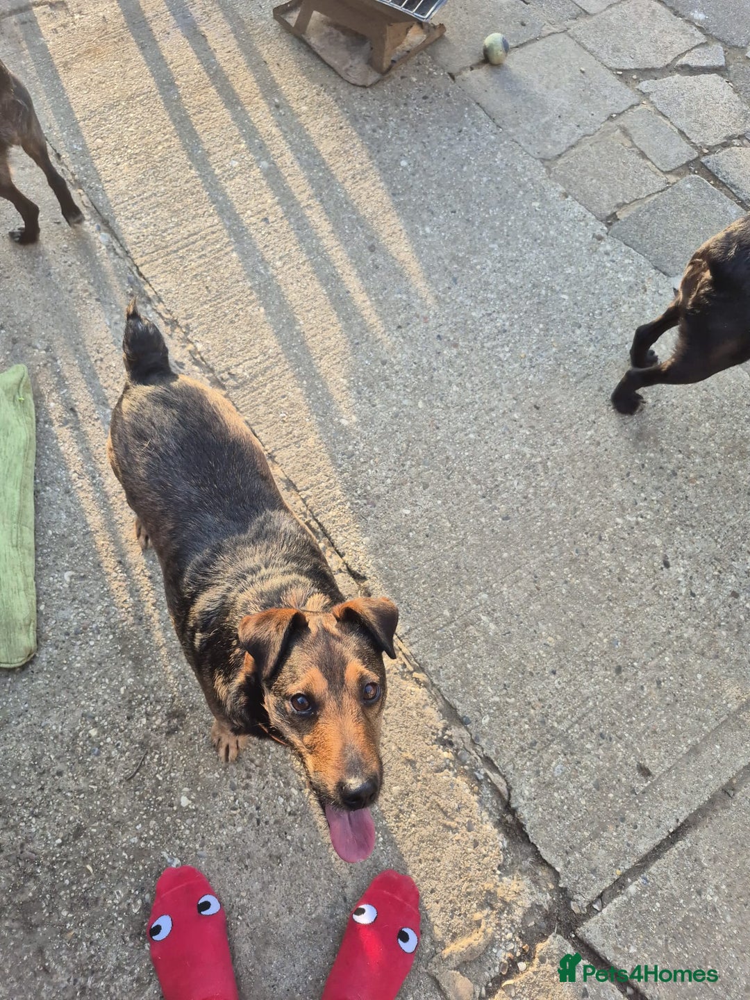 Mixed Breed dogs for adoption: 💙🐶 STAS 🐶💙 - Image 16