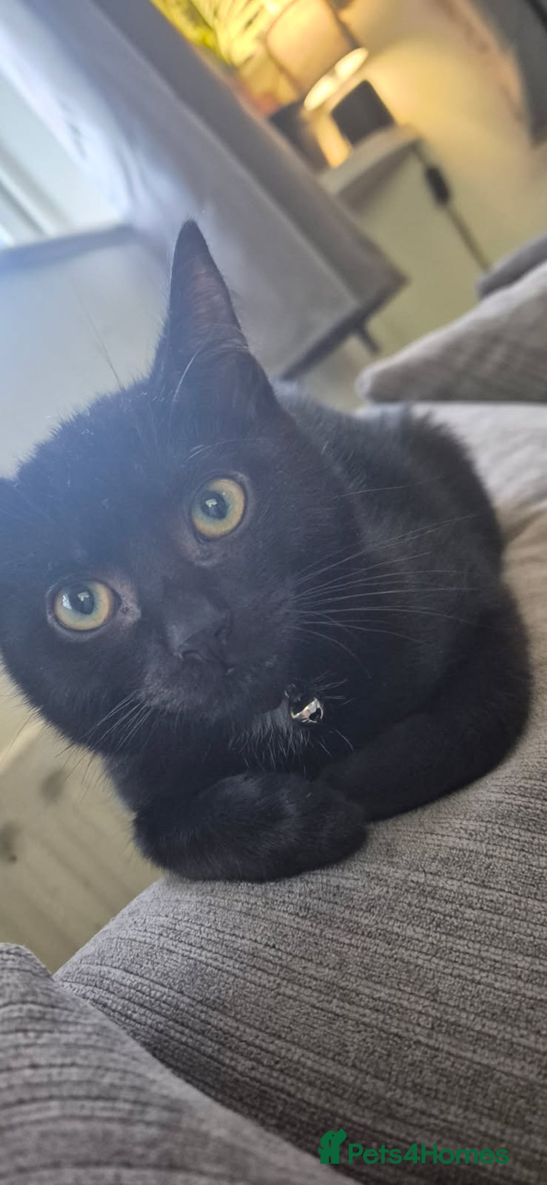 British Shorthair cats for sale: Male kitten - Advert 1