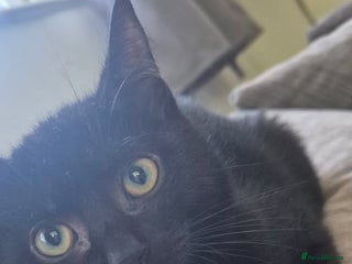 British Shorthair cats Male kitten - Advert 1