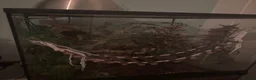 Gecko reptiles for sale: Crested gecko (full set up)  in North Shields - Advert 2