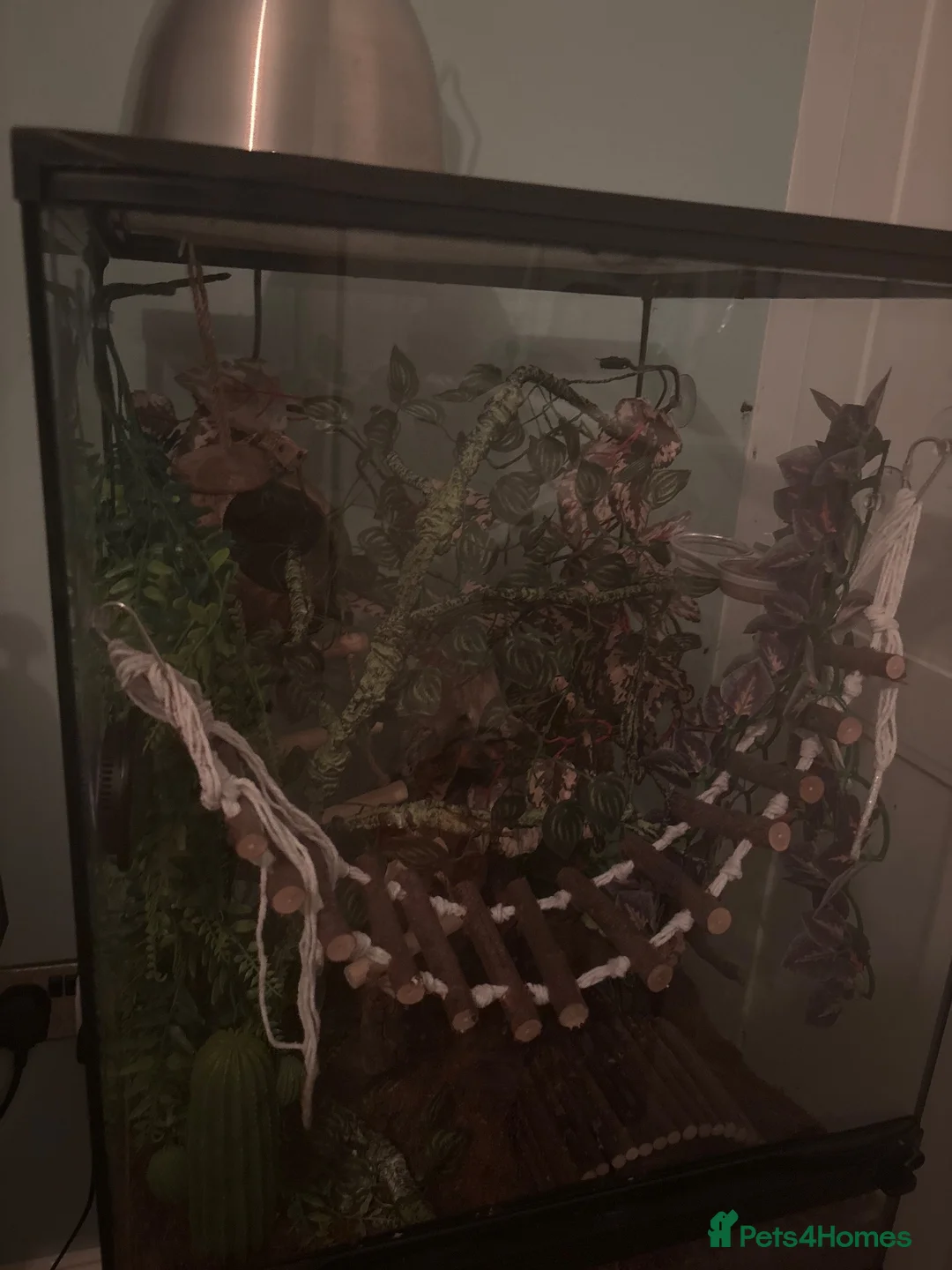 Gecko reptiles for sale: Crested gecko (full set up)  in North Shields - Advert 2