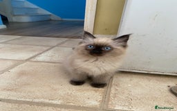 Ragdoll cats for sale: Ragdoll Kittens  - Image 4