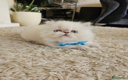 Persian cats for sale: Stunning Pedigree Persian Kitten - Image 12