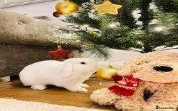 Mini Lop rabbits for sale: Male Mini lop, Neutered + equipment  - Image 3